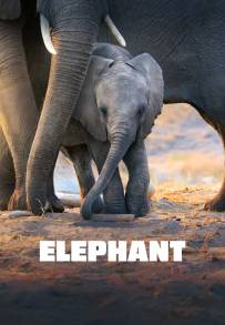 La Famiglia di Elefanti
